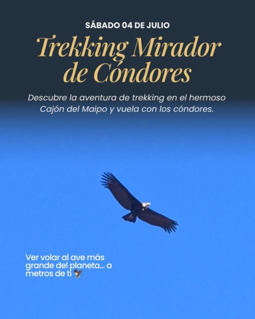 ¿Sabías que a menos de 2 horas de Santiago puedes ver cóndores volar a metros de distancia?
Nuestra nueva experiencia Trekking Mirador de Cóndores te lleva por el sector Alfalfal del Cajón del Maipo hasta los farellones donde anida el ave voladora más grande del planeta.
Una caminata de ~10 km (ida y vuelta) con ~725 m de desnivel, guiada por expertos y con foco en la observación responsable de fauna.
👉 Desliza para ver la ficha completa.
📩 Escríbenos “CÓNDOR” por DM para reservar tu cupo.
Eres de los nuestros. Toca dos veces la pantalla, no seas mala onda 😜
#miradordecondores #cajóndelmaipo #TrekkingChile #SantiagoDeChile #condorandino